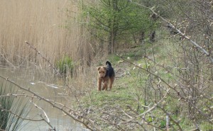 Red House Kennels Dog Explorers