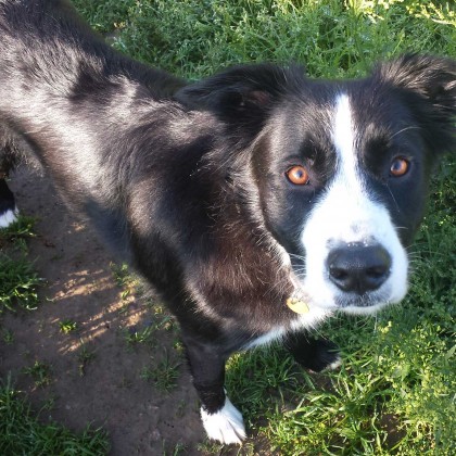 Marley at The Red House Kennels