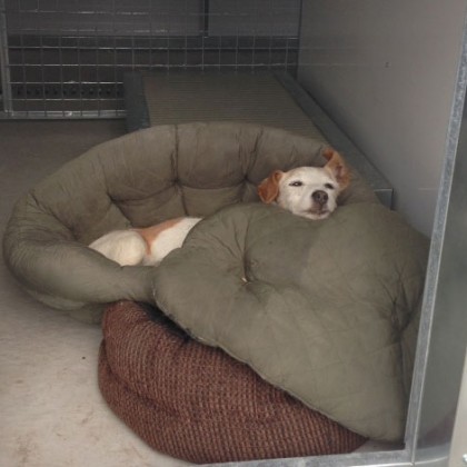 Relaxed dog at The Red House Kennels