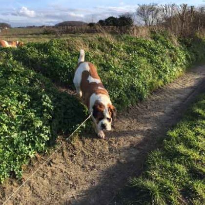 Walks in the sunshine | Red House Kennels